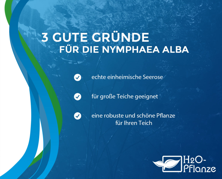 Preview: einheimische-weisse-Seerose-nymphaea-alba